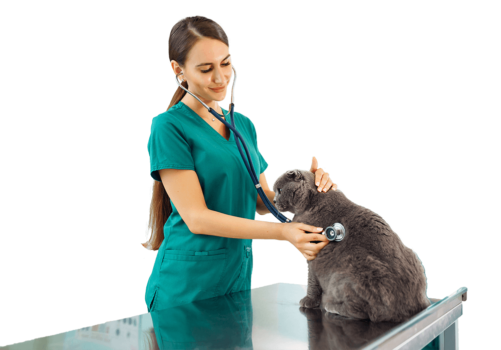 Woman Veterinarian Examining Cat On Table Nobg